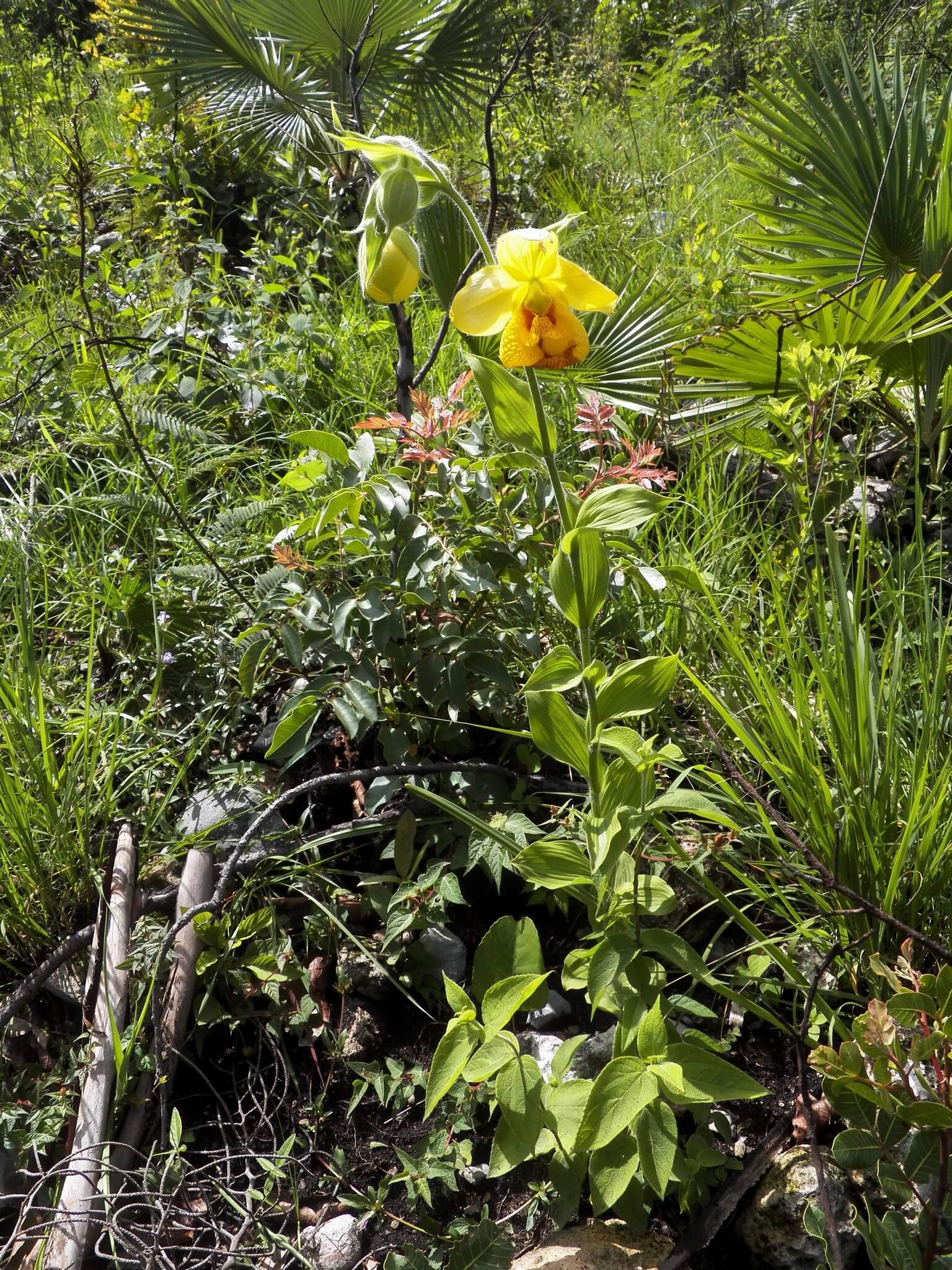 Cypripedium irapeanum